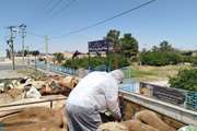 صدور 12 هزار فقره مجوز بهداشتی حمل در شهرستان گناباد از ابتدای سال جاری